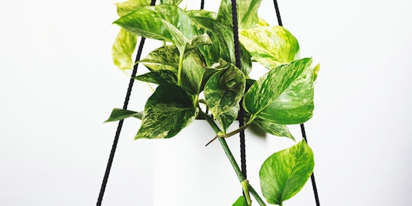 世界杯赛场球迷热烈庆祝进球的壮观场面